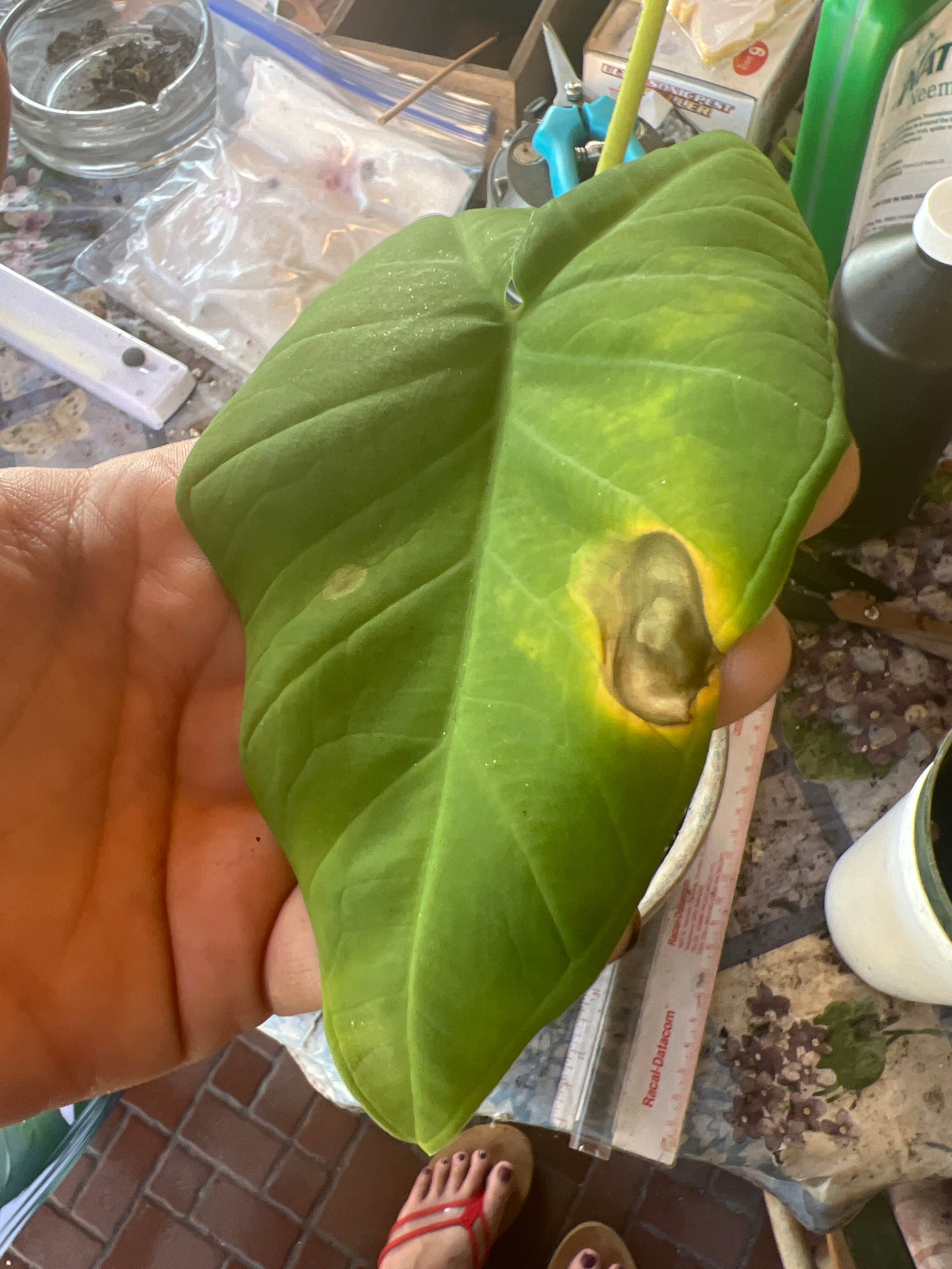 Arrowleaf Elephant Ear Plant Care Water, Light, Nutrients Greg App 🌱