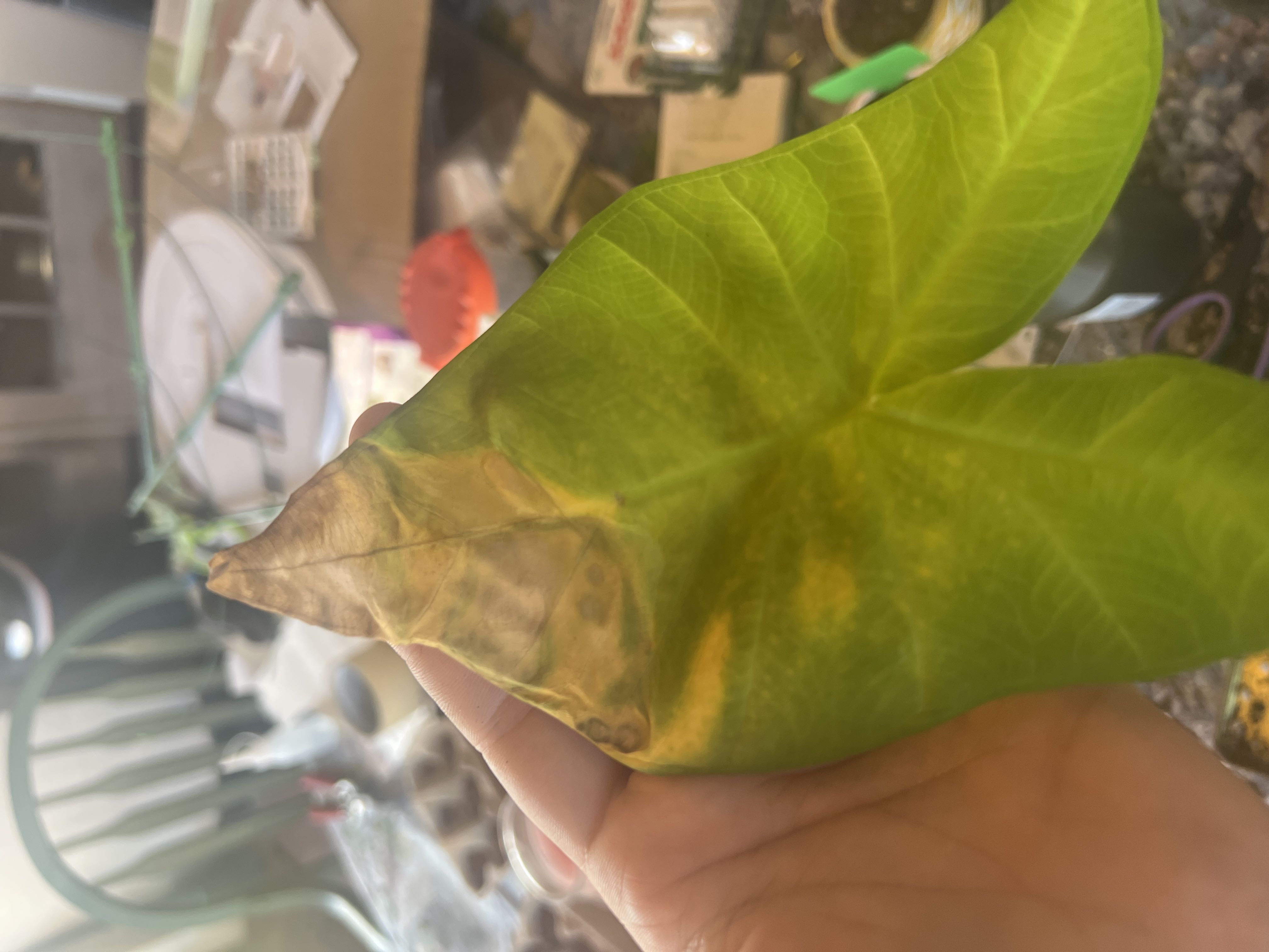 Photo from the post