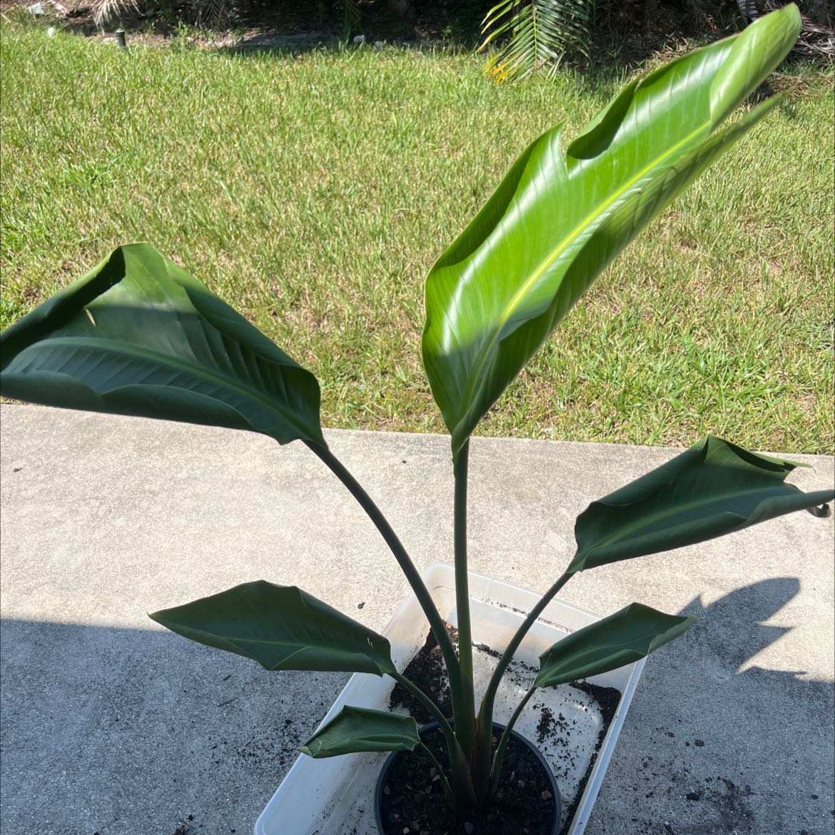 Healthy White Bird of Paradise plant with large green leaves, no discoloration, growing outdoors on concrete in bright sunlight.