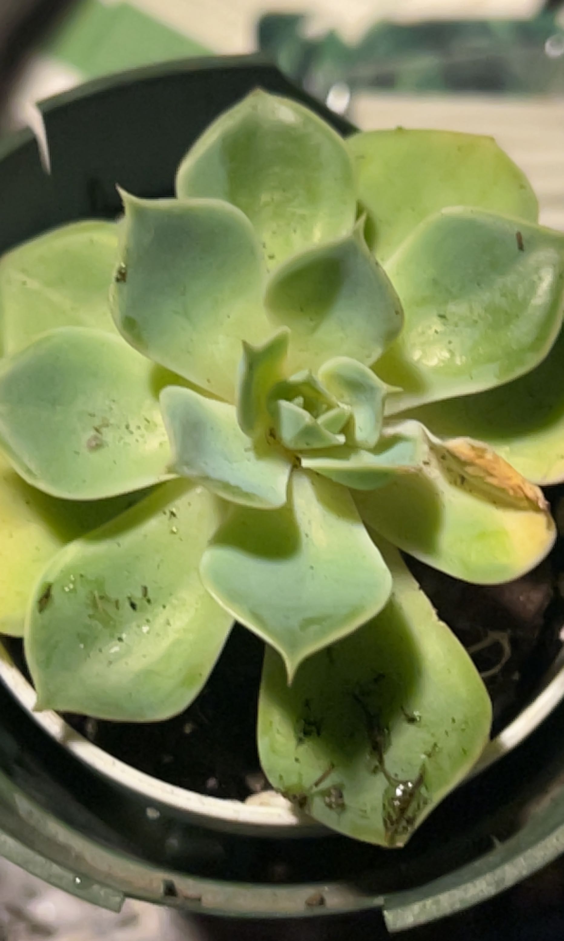 Blue Echeveria plant with healthy, fleshy leaves and minor browning on one leaf.