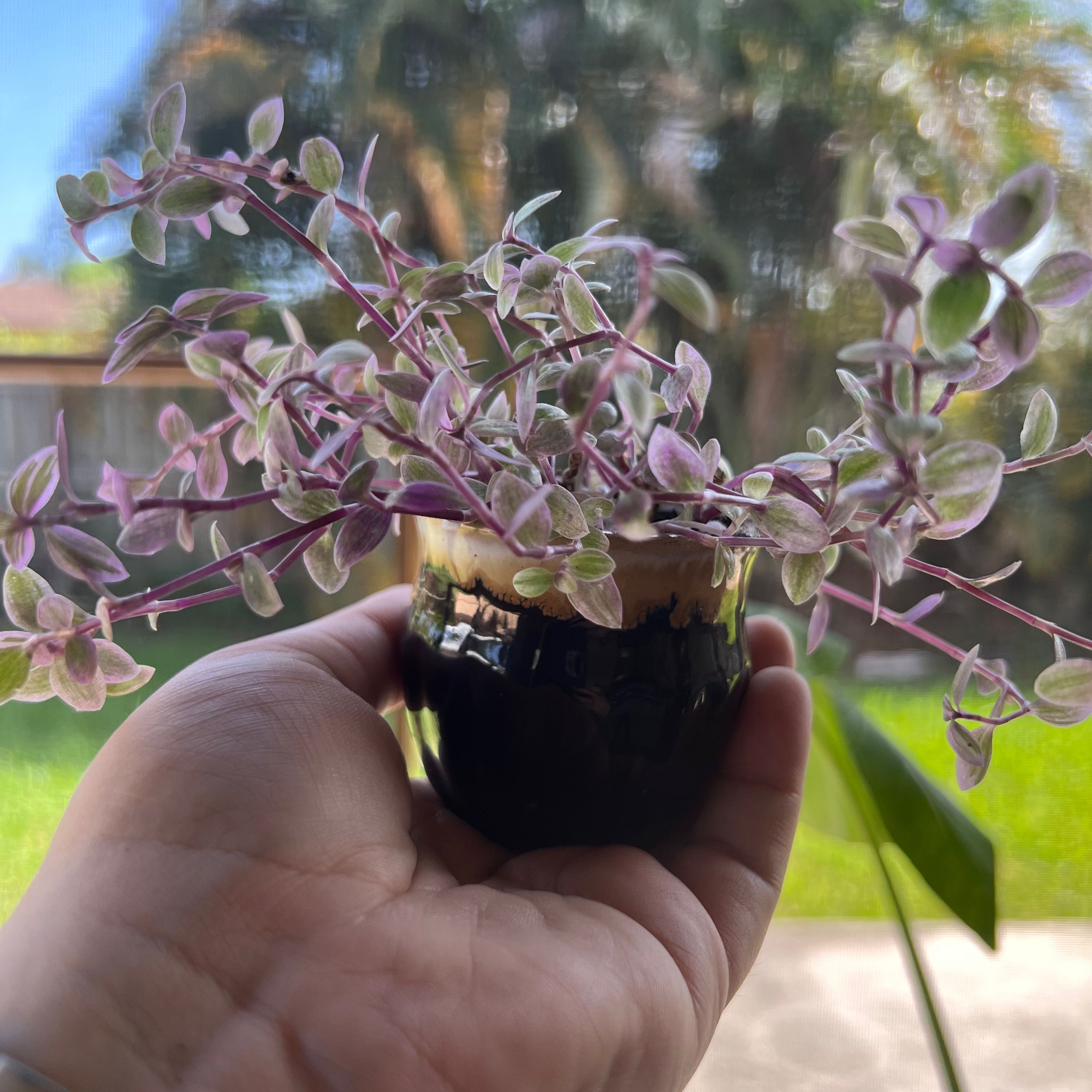Pink Panther Tradescantia plant in a small black pot held by a hand.