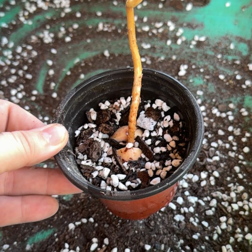 Photo of the plant species Avocado by @Jyondo named Nithin on Greg, the plant care app