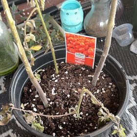 Photo of the plant species Roma Tomato by @Jyondo named Bigleef Smalls on Greg, the plant care app