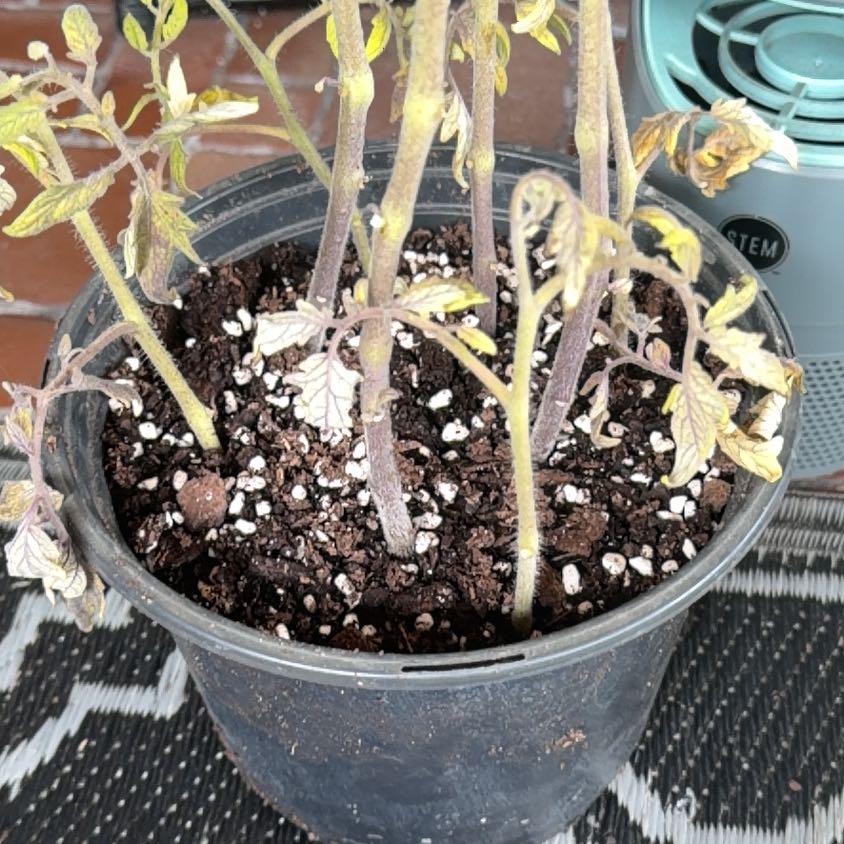 Photo of the plant species Celebrity Tomato by @Jyondo named Celebrity on Greg, the plant care app