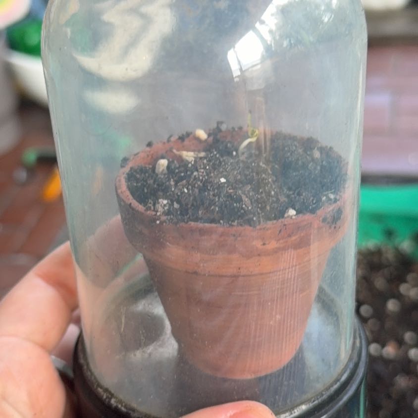 Photo of the plant species Bird's Eye Chili by @Jyondo named Birdie on Greg, the plant care app