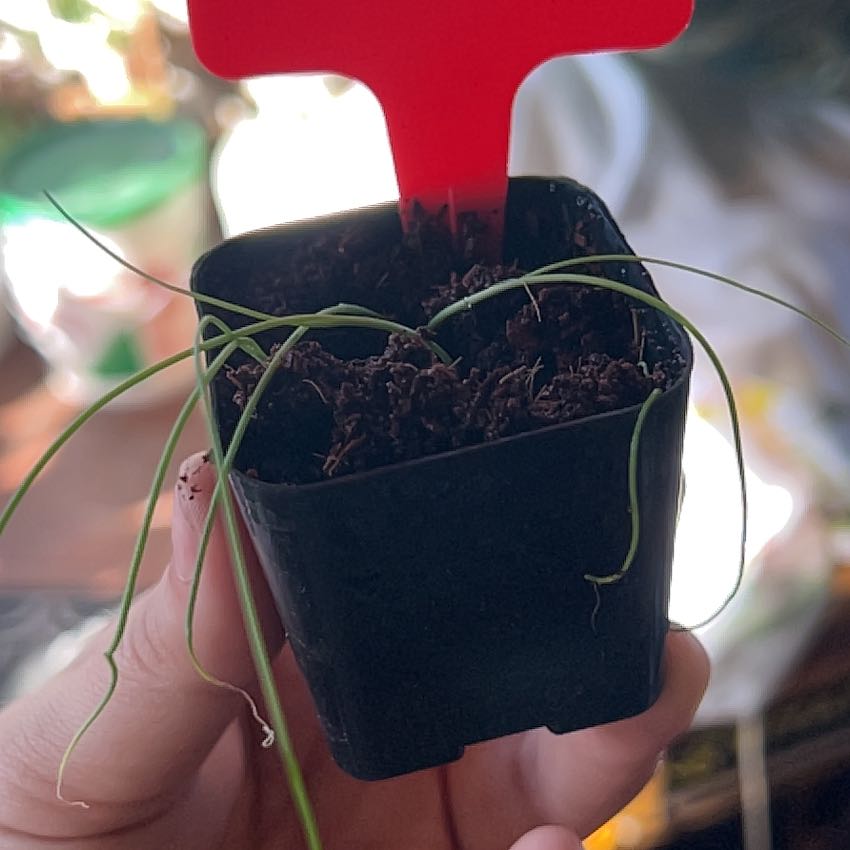 Small potted Globe Onion plant with thin green leaves and visible soil.