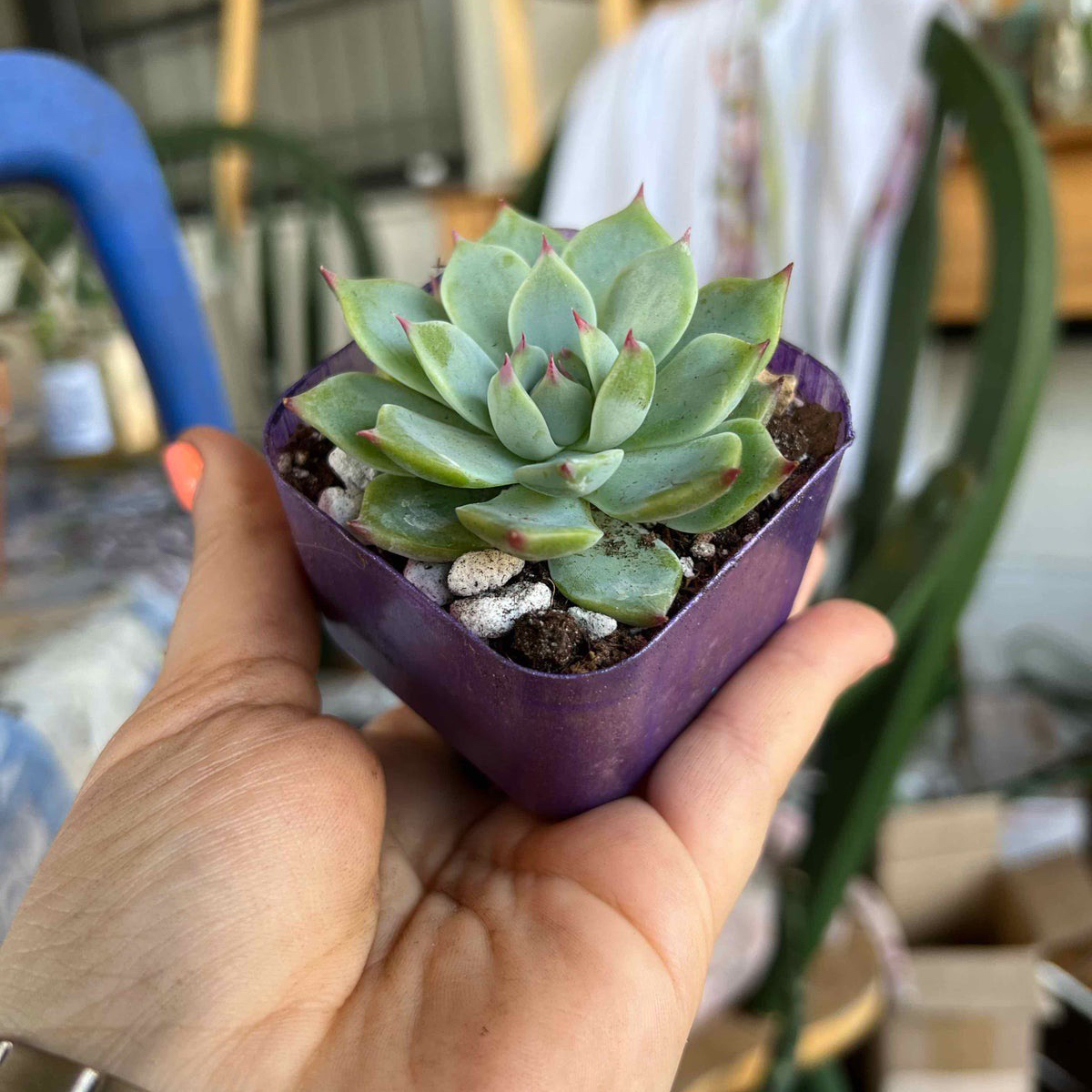 Healthy Echeveria colorata plant in a purple pot held by a hand.