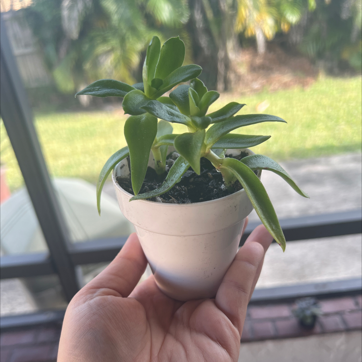 A healthy Red Pagoda plant in a small pot, held by a hand.