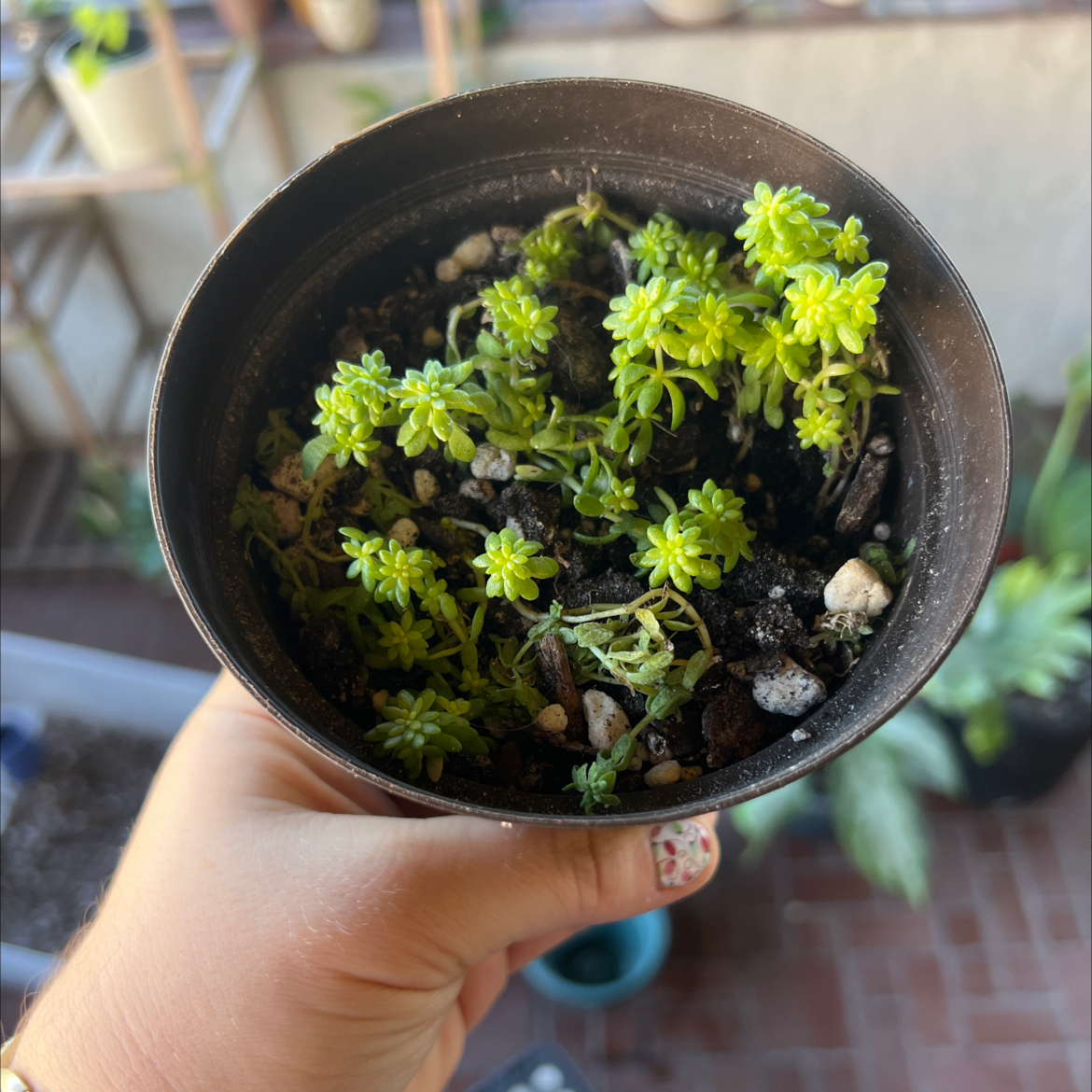 Potted Tokyo Sun Stonecrop plant held by a hand, with visible soil and vibrant green foliage.