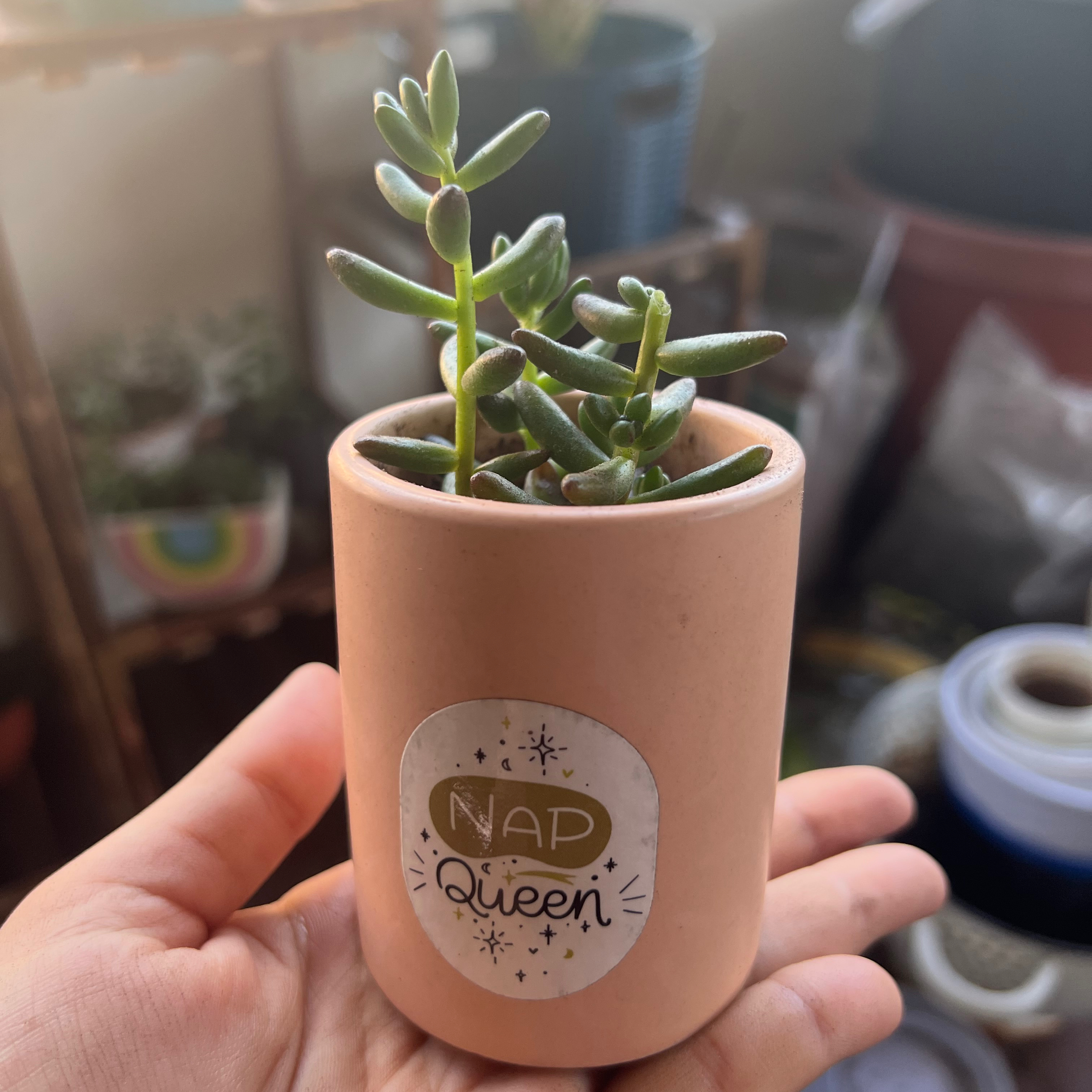 Healthy Jelly Bean Plant in a small pot labeled 'Nap Queen,' held by a hand.