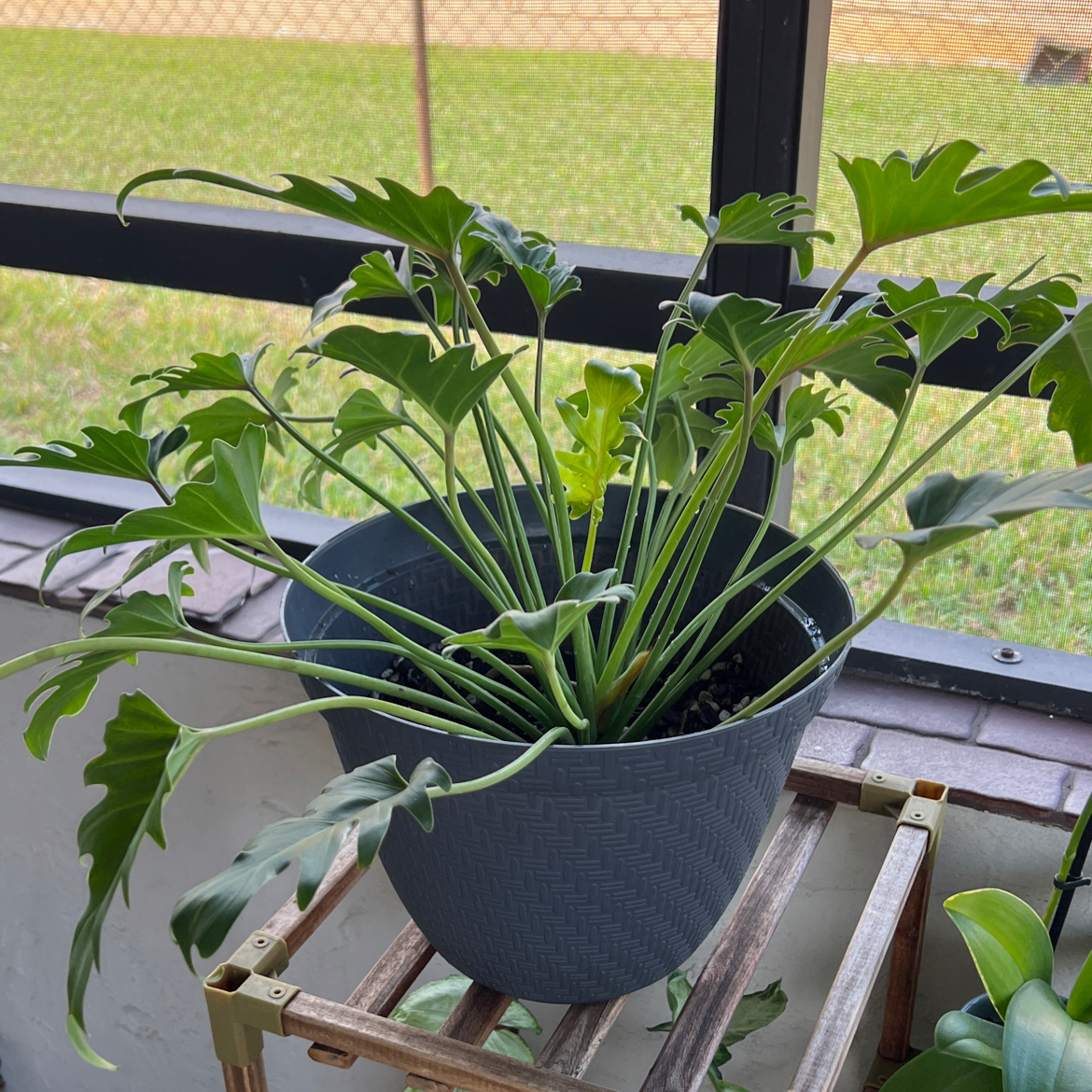 Philodendron Xanadu in a pot on a stand, with green leaves and no visible signs of disease.