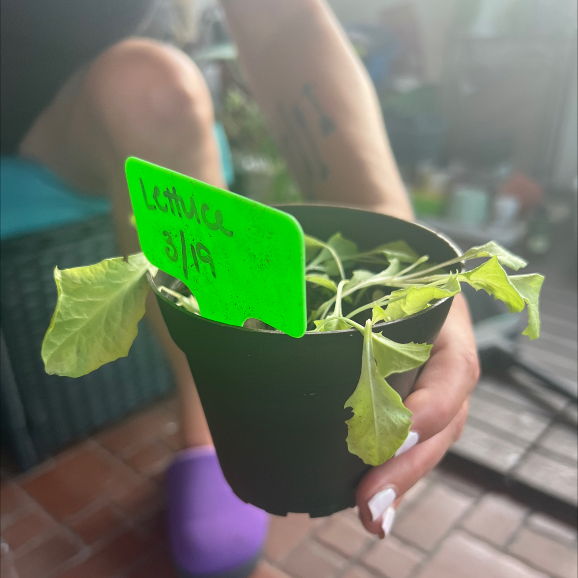 Hands holding a container of healthy, young lettuce seedlings with a label indicating the planting date of March 15th.