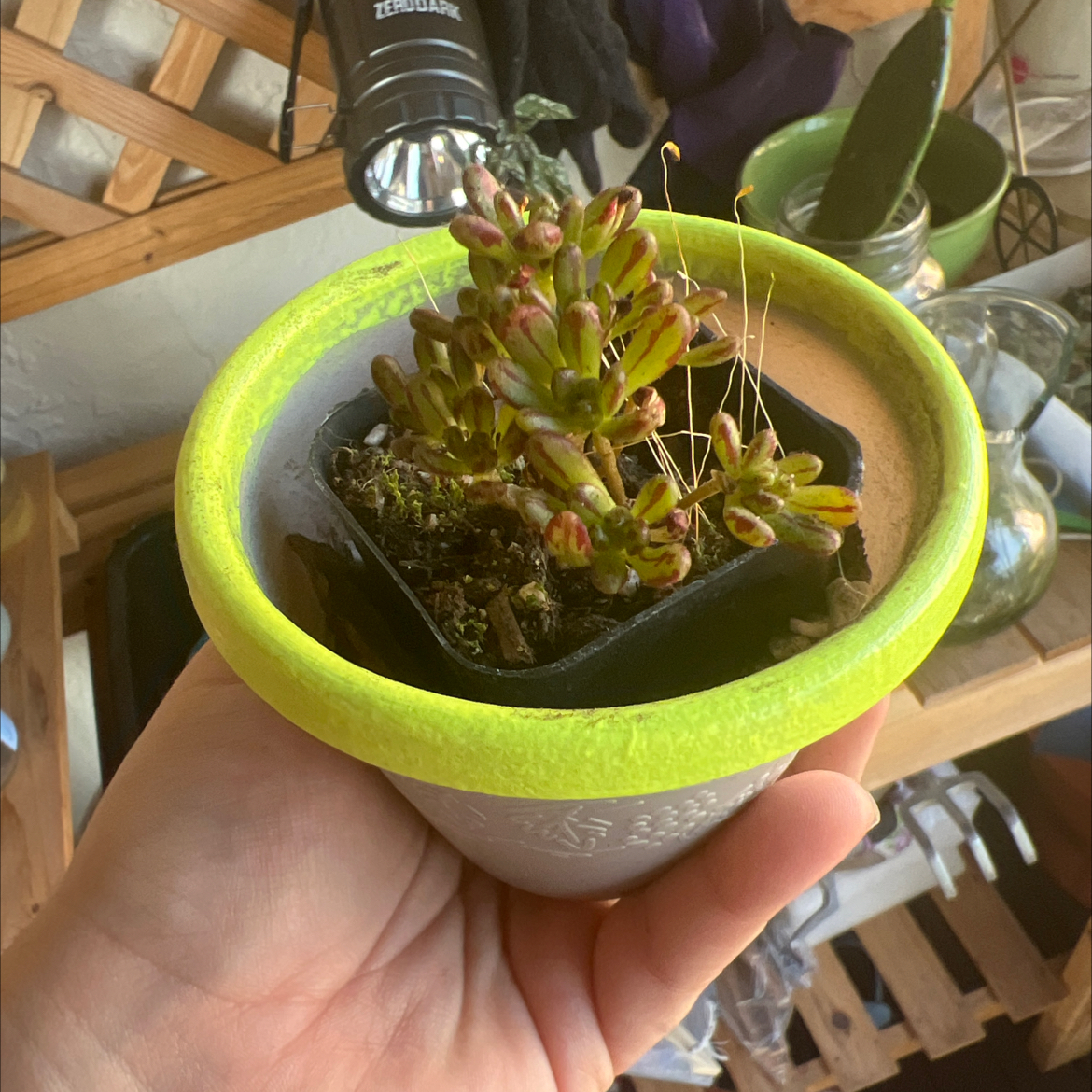 Photo of the plant species Dwarf Aeonium by @Jyondo named Tupot amaroot on Greg, the plant care app