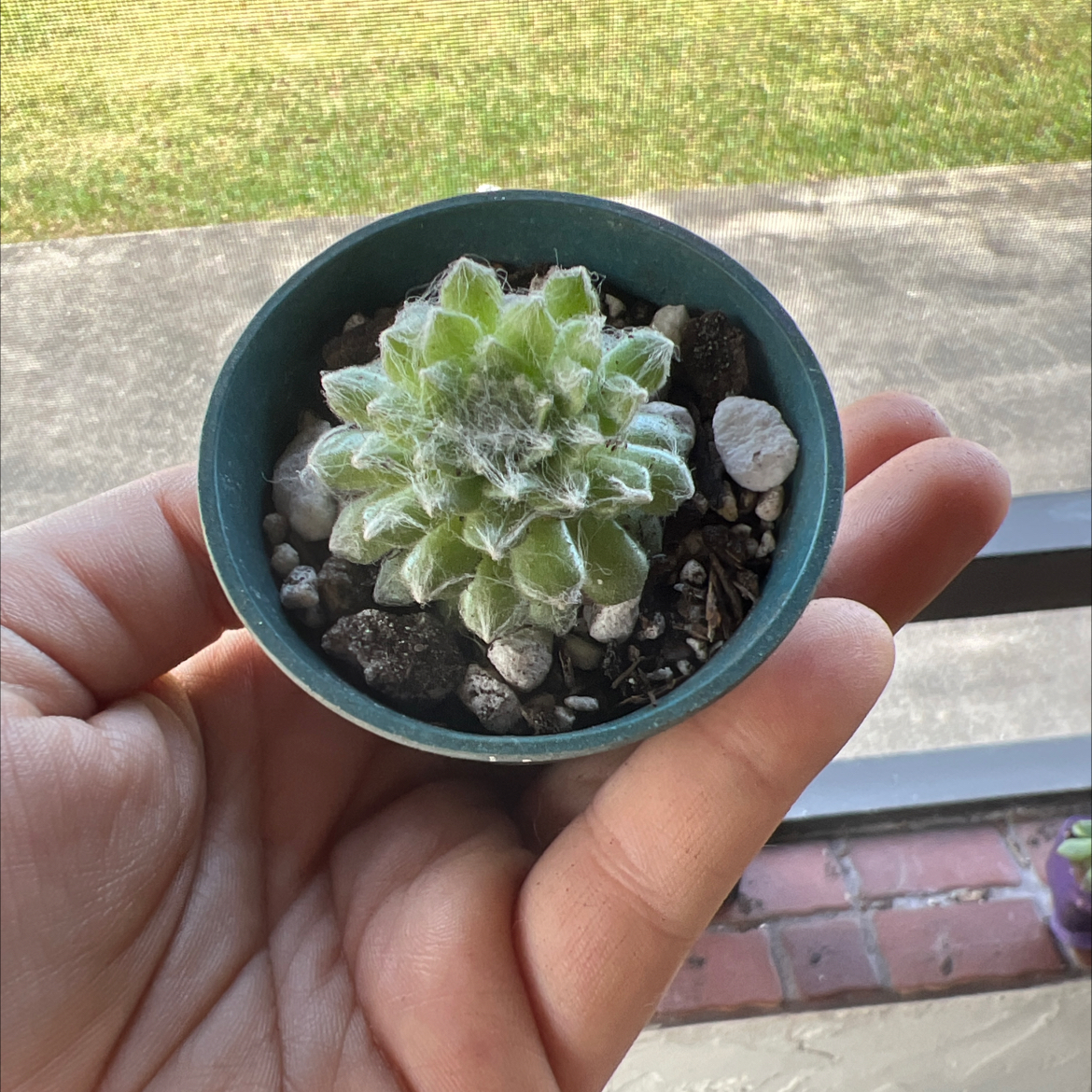 Cobweb Hens and Chicks succulent in a small pot held by a hand.