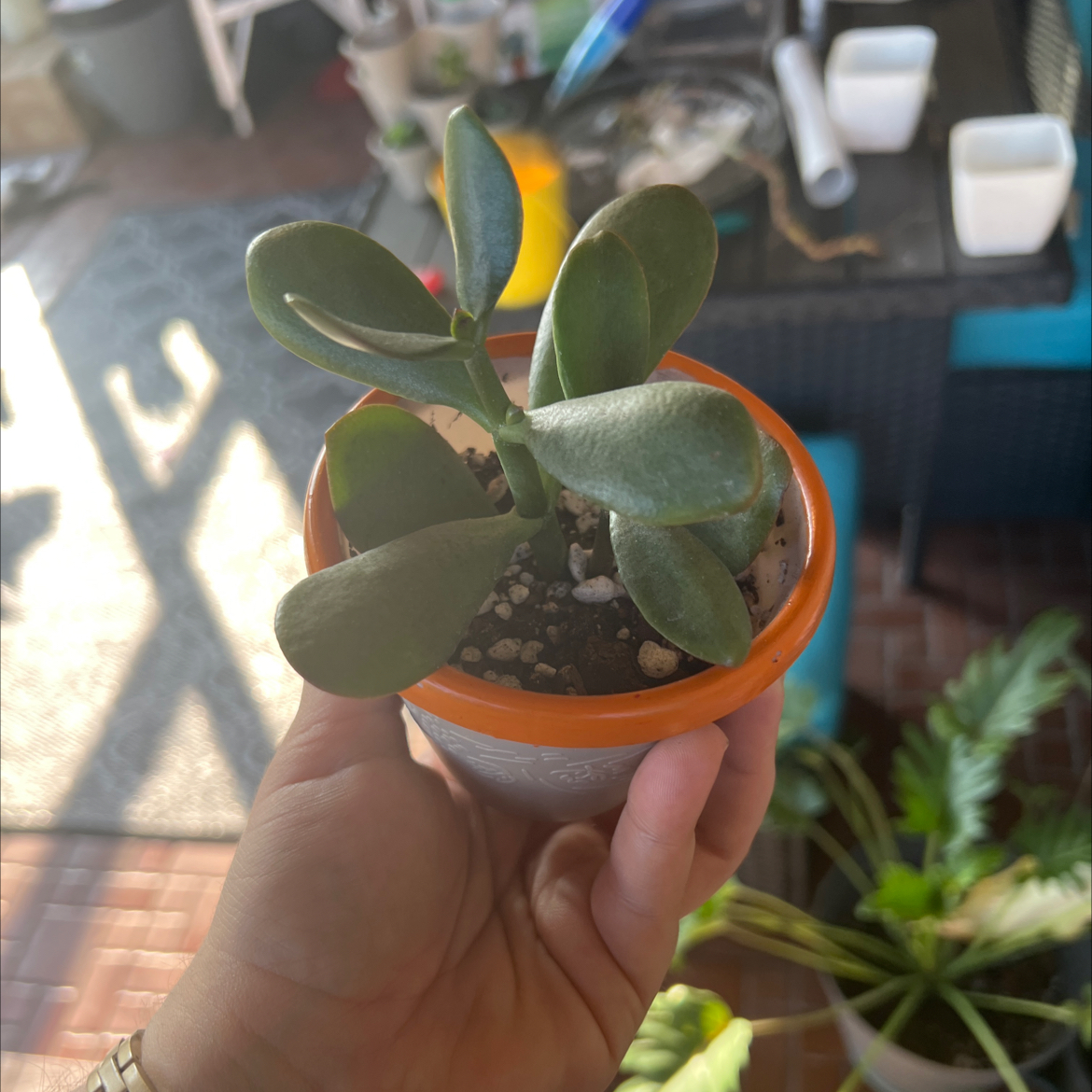 A healthy Silver Dollar Plant in a small orange pot, held by a hand.