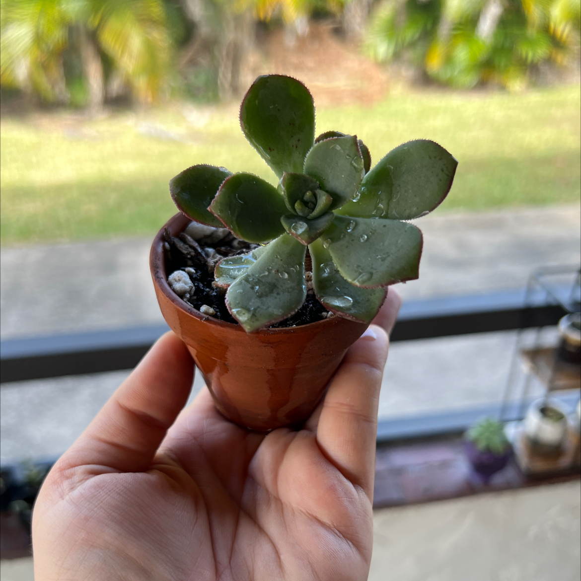 A healthy Haworth's Aeonium succulent in a terracotta pot, held by a hand.