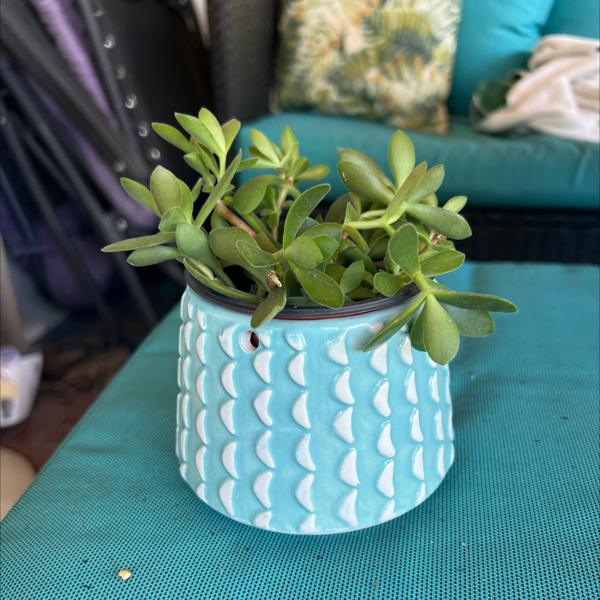 Photo of the plant species Money Maker by @Jyondo named Ludacris on Greg, the plant care app