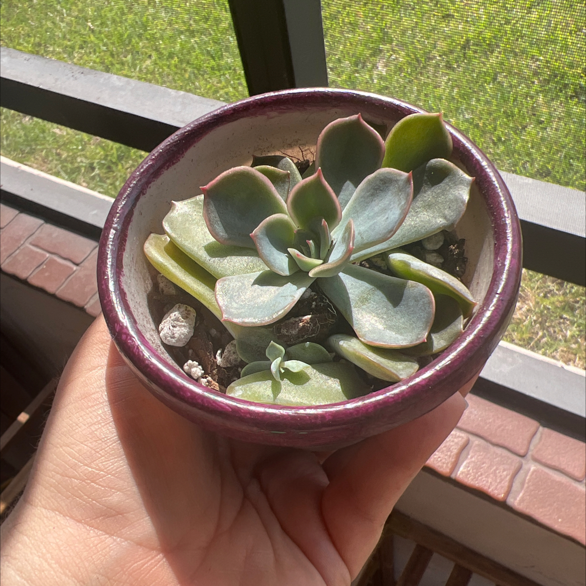 Potted Echeveria 'Perle von Nurnberg' succulent held by a hand, appears healthy.