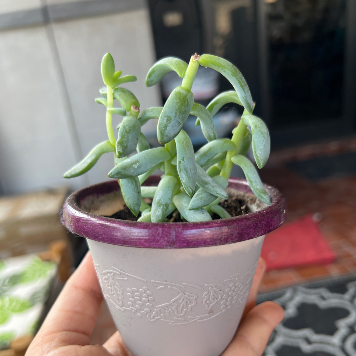 Photo of the plant species Sedeveria ‘Silver Frost’ by @Jyondo named Nemo on Greg, the plant care app