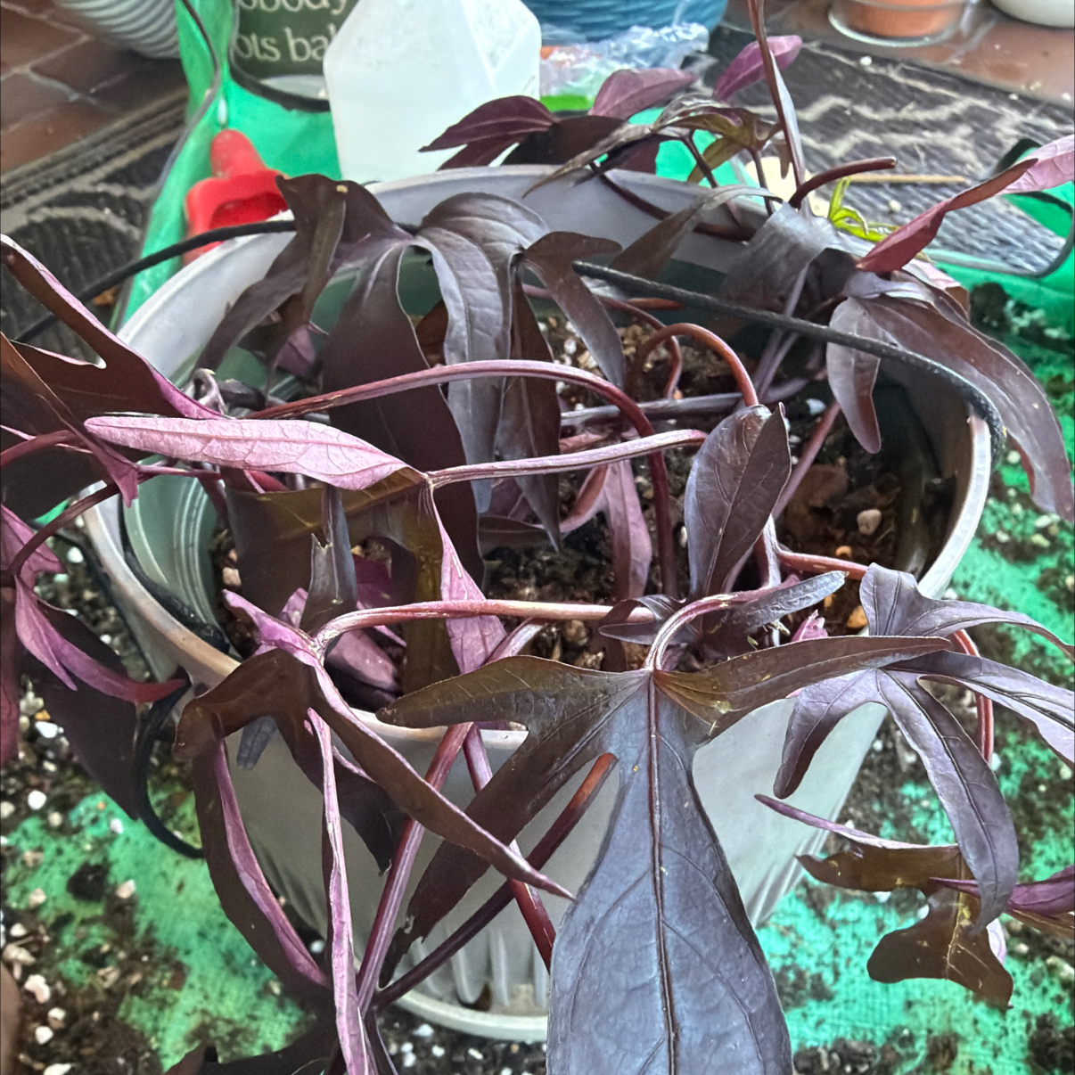 Photo of the plant species Black Heart Sweet Potato Vine by @Jyondo named Black Heart on Greg, the plant care app