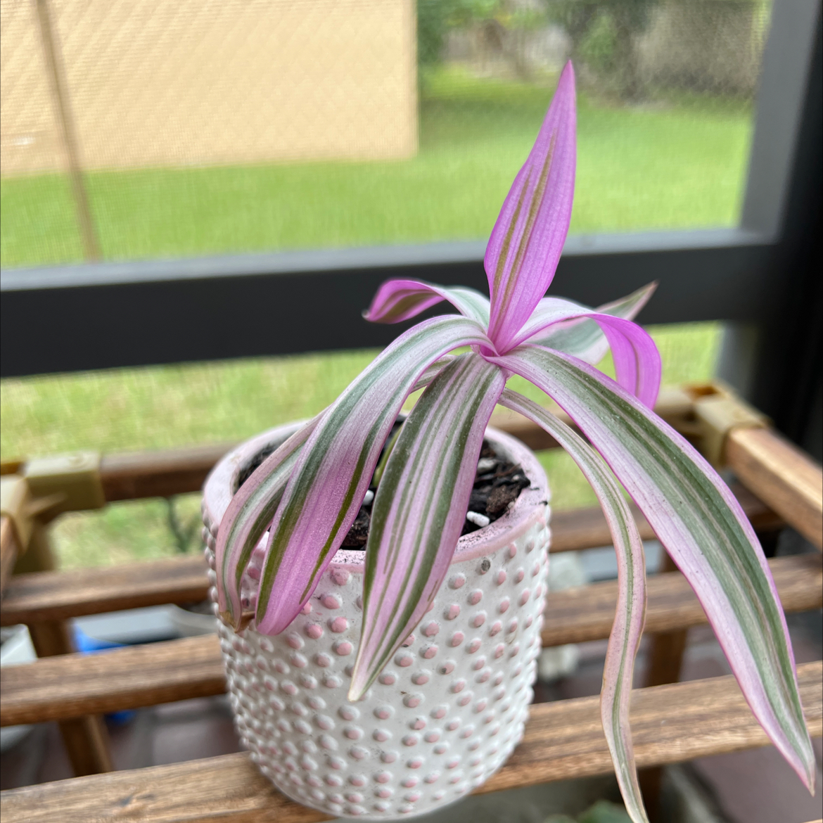 Healthy Moses-in-the-Cradle plant with vibrant purple and green variegated leaves in a white planter on a sunny windowsill.