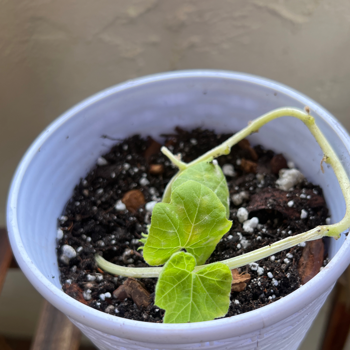 Summer Squash plant in a white pot with visible soil and some yellowing leaves.