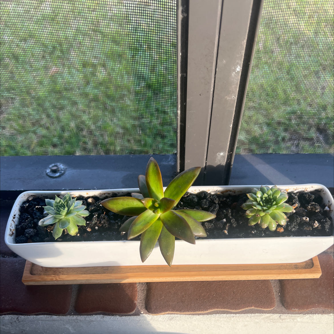 Rectangular planter with three Echeveria 'Perle von Nurnberg' succulents, central plant has yellowing and browning leaves.