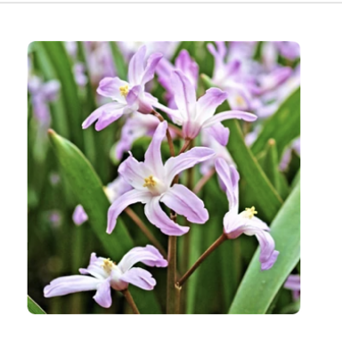 Plant care for Glory of the Snow on Greg, the plant care app
