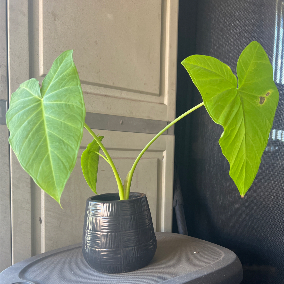 Your plant