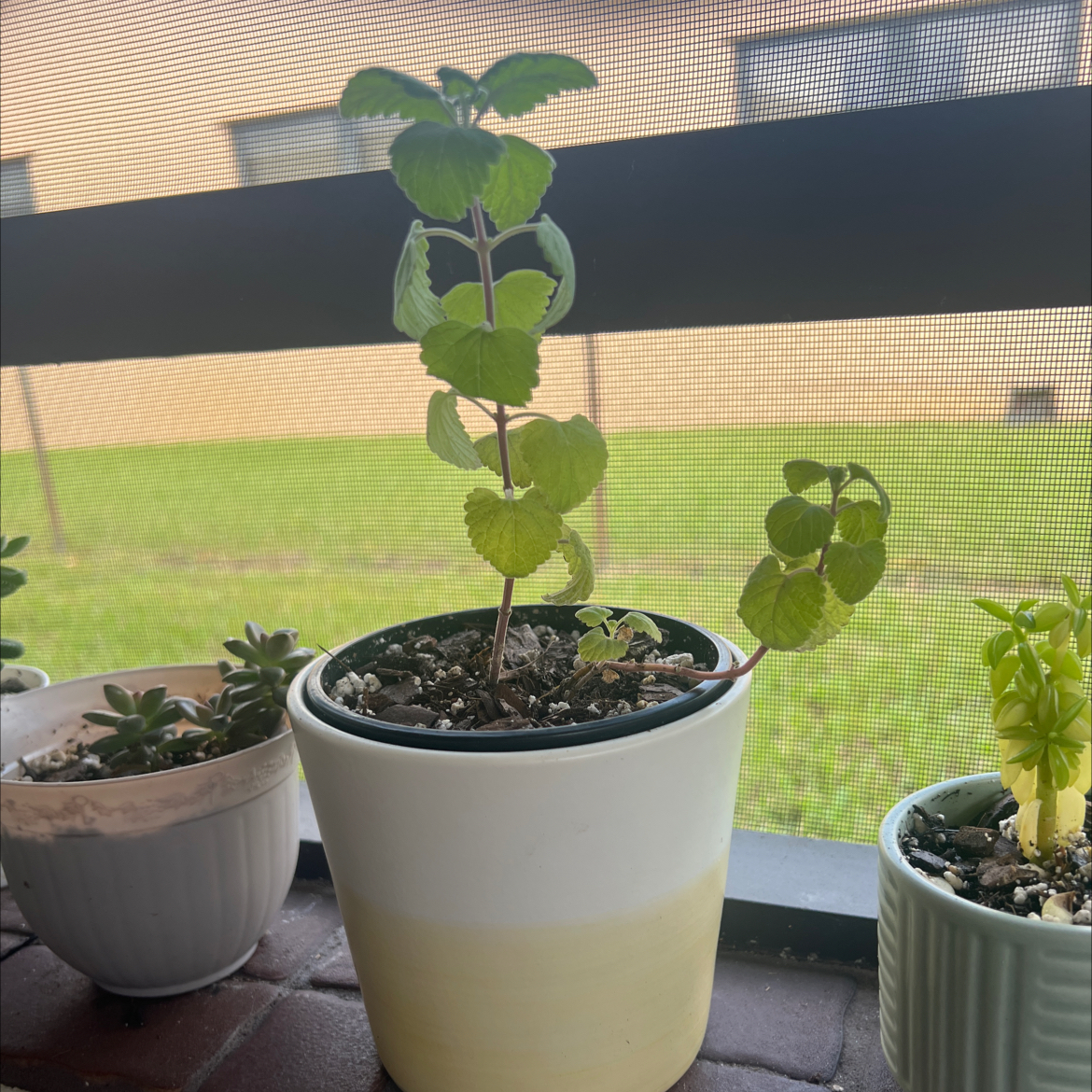 Potted Catnip plant with green leaves, visible soil, and other plants in the background.