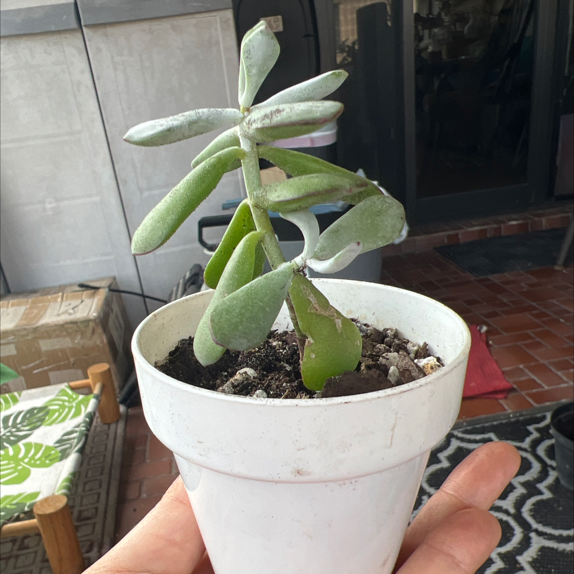 Photo of the plant species Cotyledon 'Happy Young Lady' by @Jyondo named Your plant on Greg, the plant care app