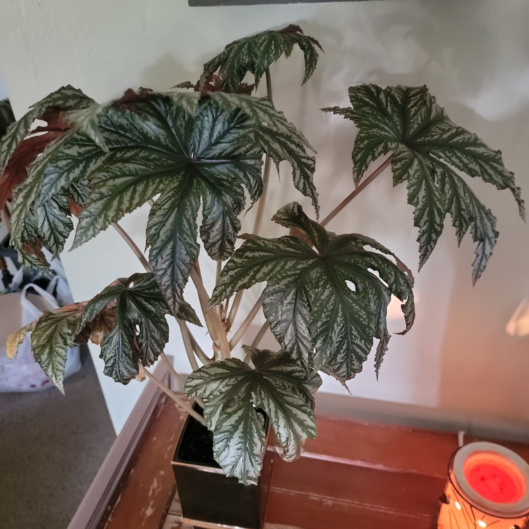 Begonia 'Gryphon' plant with large, textured leaves, some browning at edges.
