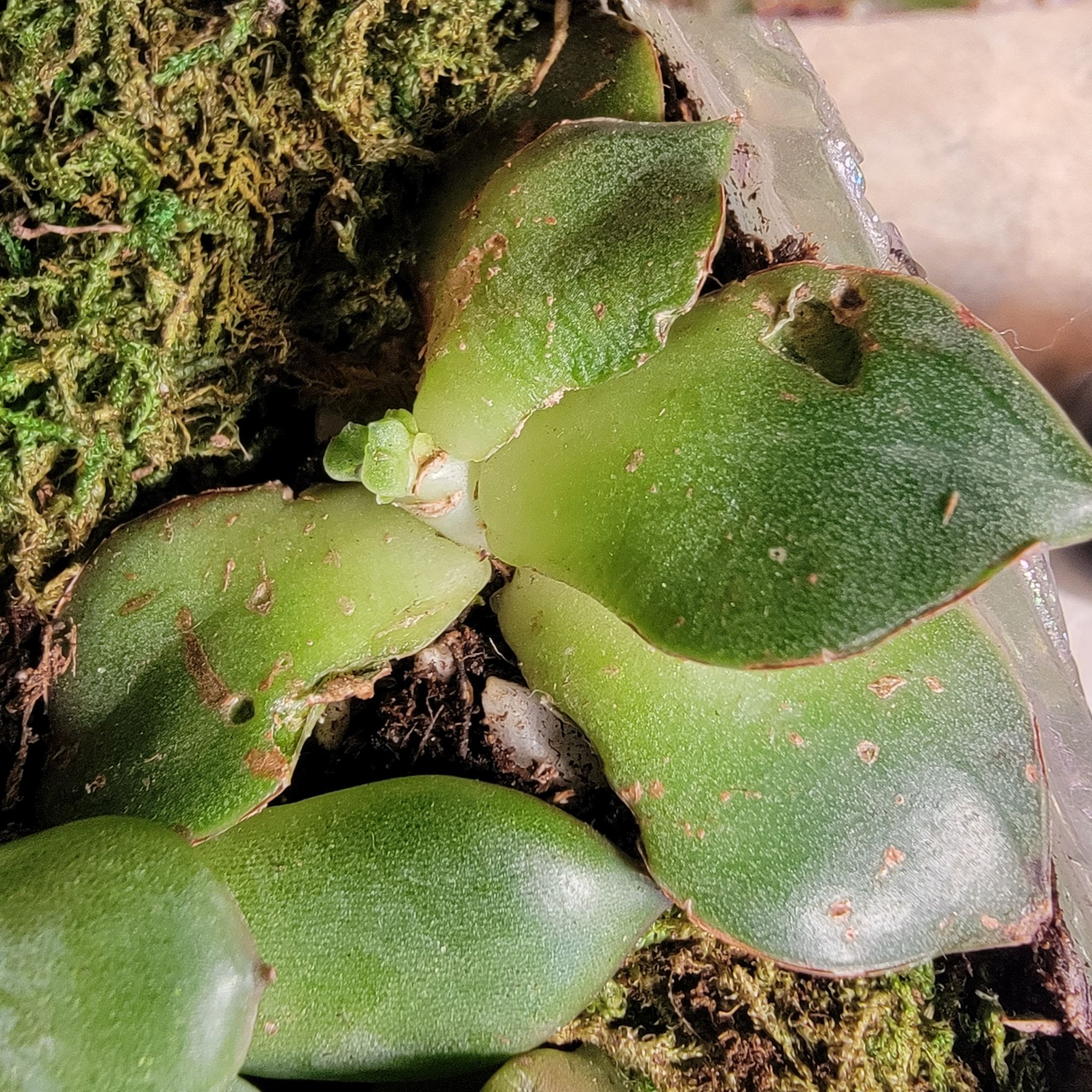 Echeveria 'Lime n' Chile' succulent with some leaf damage, visible soil and moss.