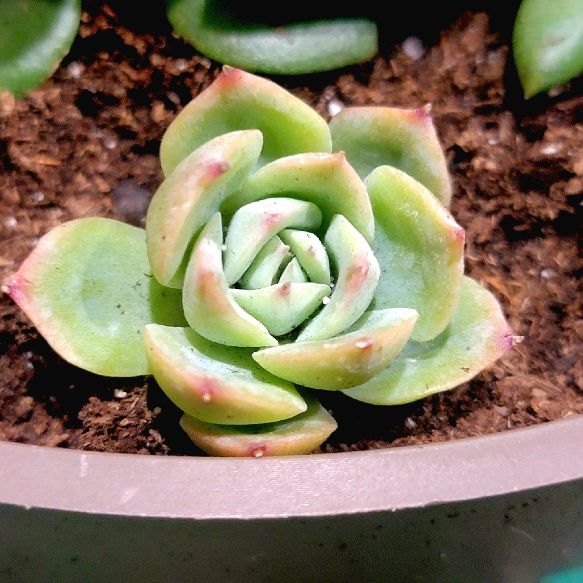Echeveria 'Tippy' succulent with green leaves and red tips in a pot.