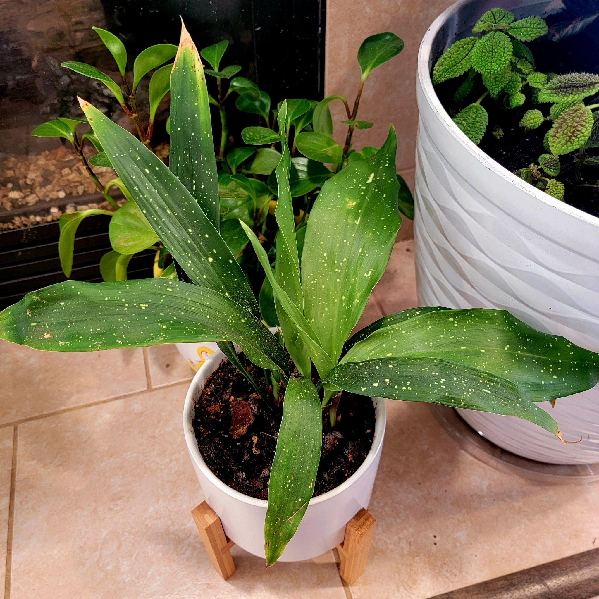 Cast Iron Milky Way plant in a white pot with green leaves and yellow speckles.