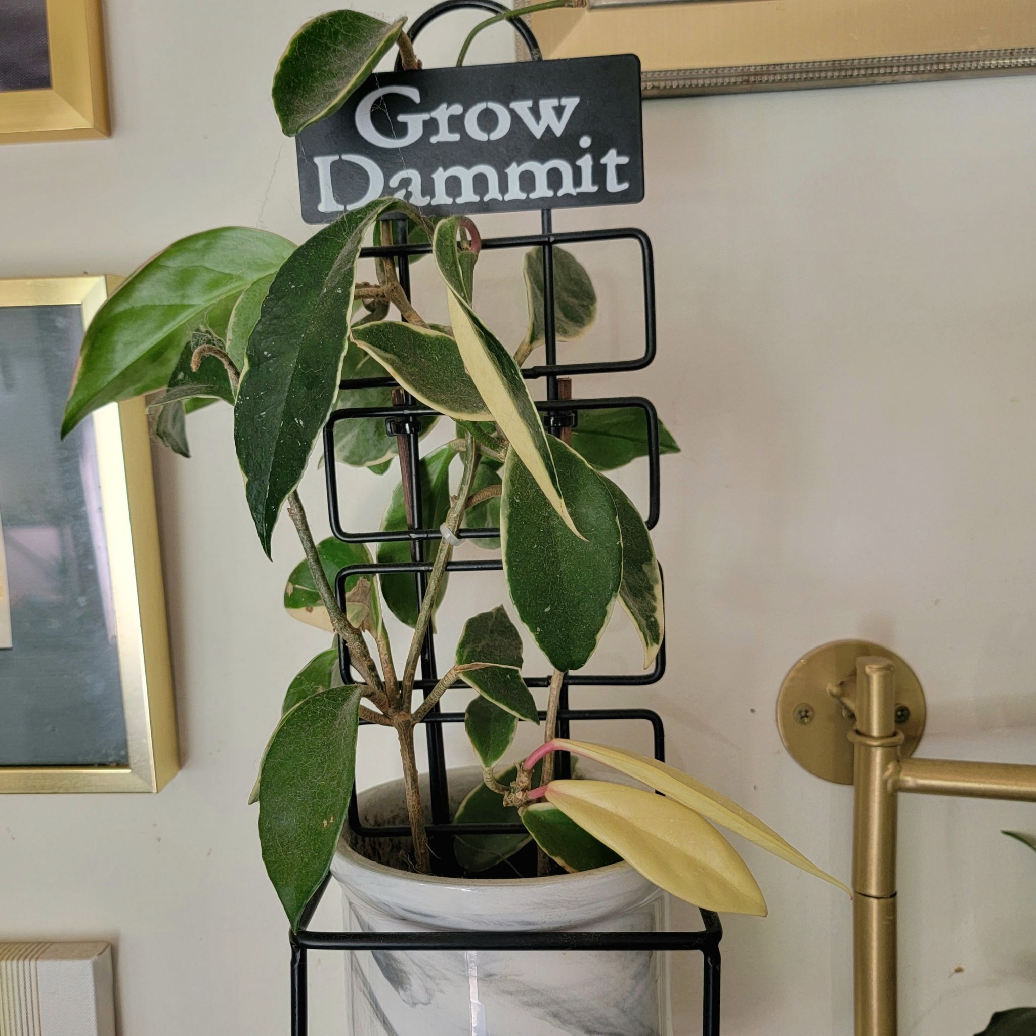 Photo of the plant species Wax plant by @GoodyGiantreed named Cleopatra on Greg, the plant care app