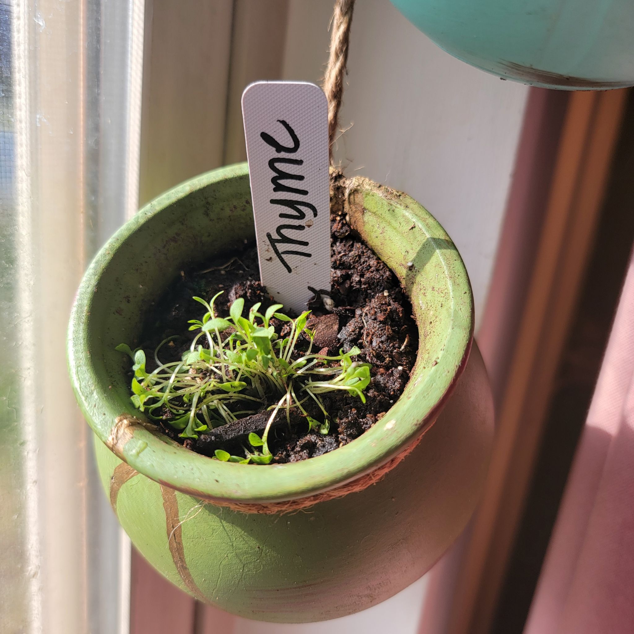 Photo of the plant species Magic Purple Creeping Thyme by @GoodyGiantreed named Daphne on Greg, the plant care app
