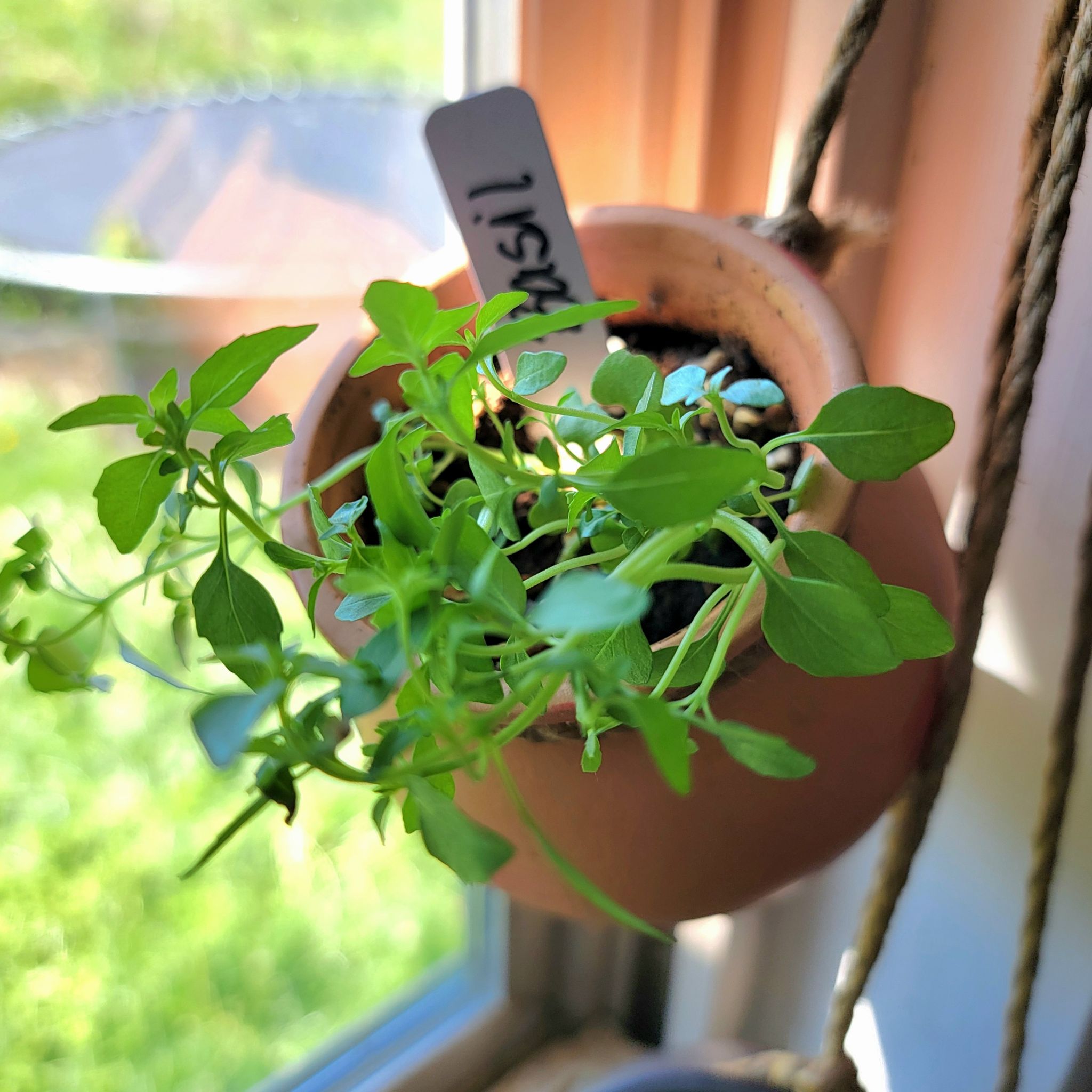 Photo of the plant species Dwarf Greek Basil 'Finissimo Verde A Palla' by @GoodyGiantreed named Toni Basil on Greg, the plant care app