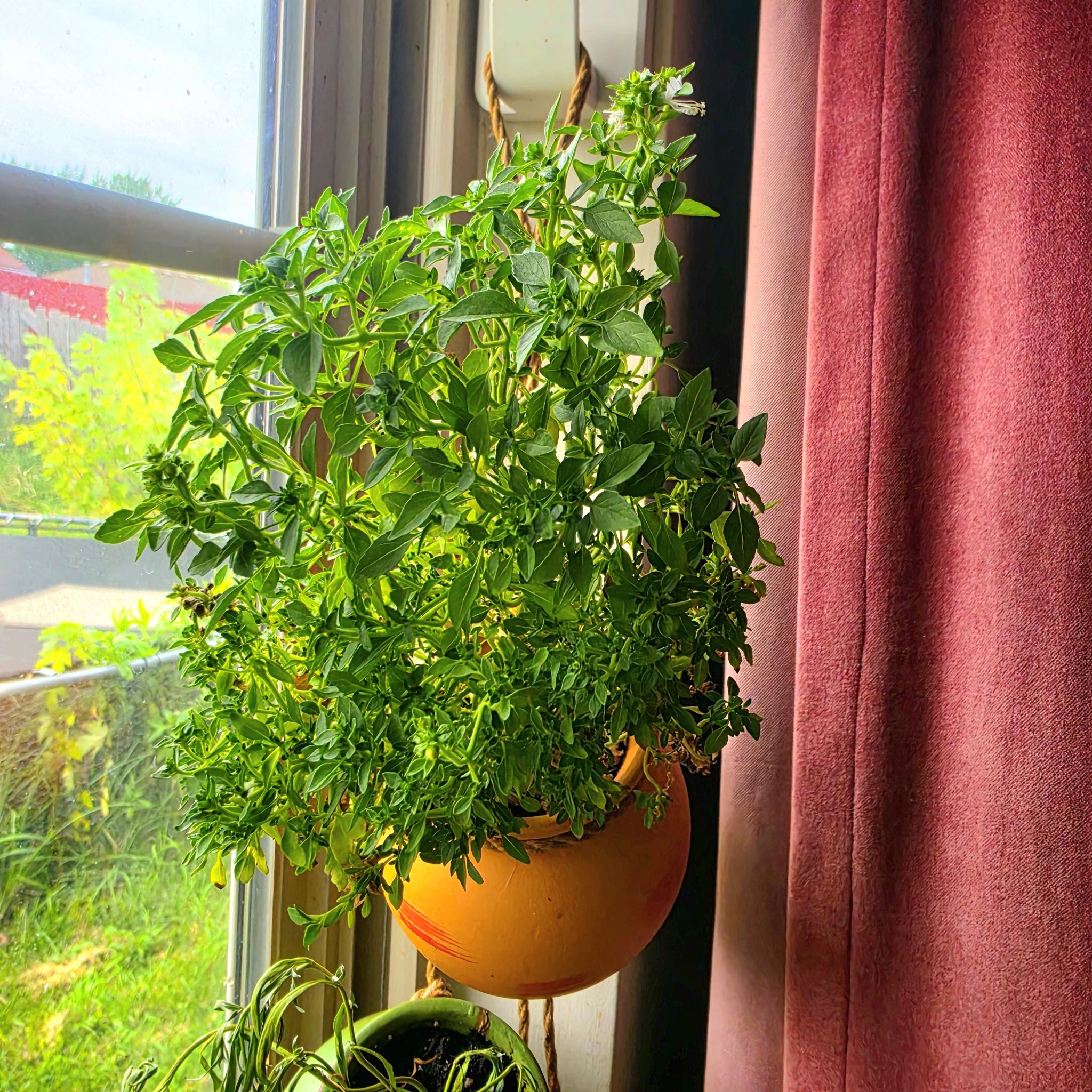 Photo of the plant species Dwarf Greek Basil 'Finissimo Verde A Palla' by @GoodyGiantreed named Toni Basil on Greg, the plant care app