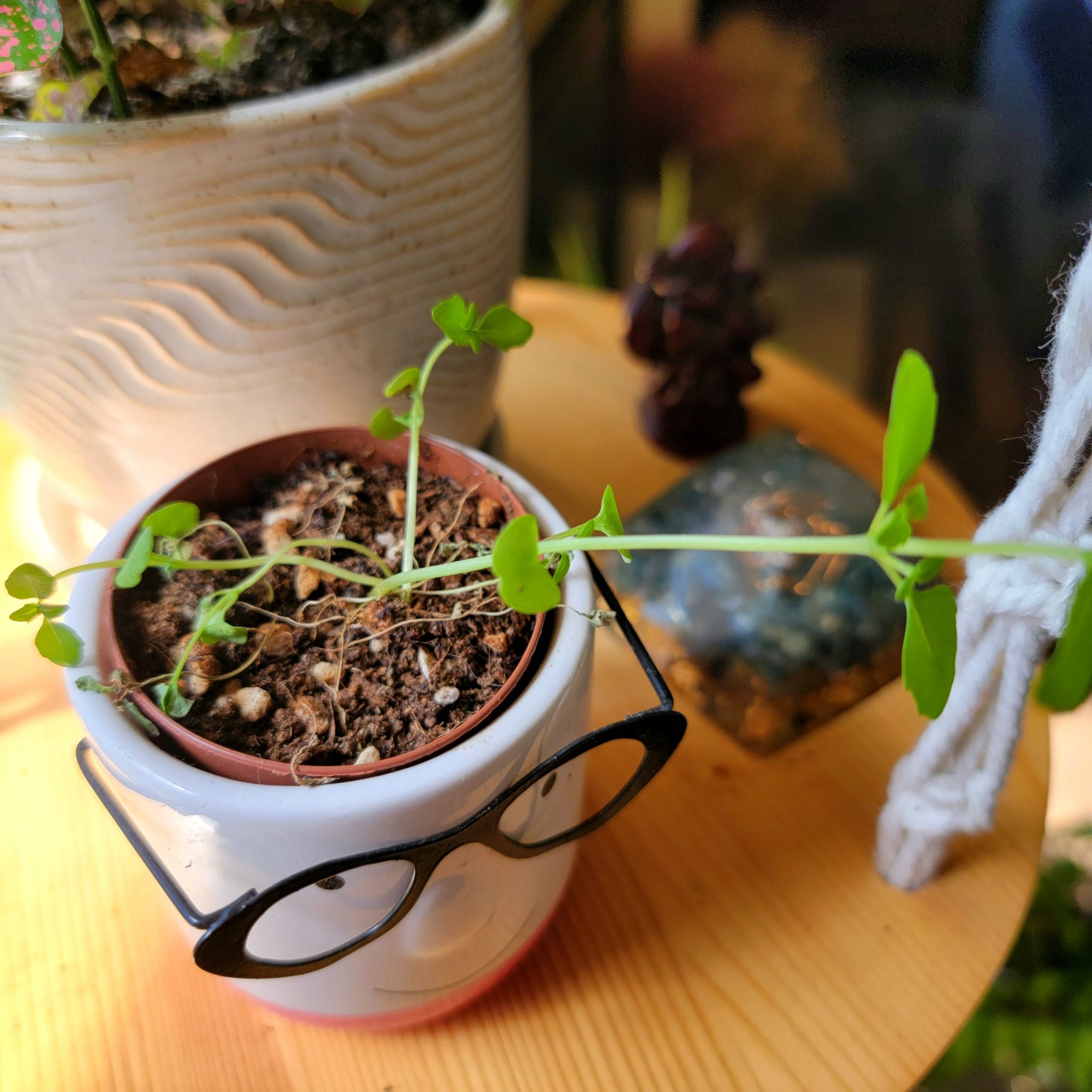 Photo of the plant species Dwarf Greek Basil 'Finissimo Verde A Palla' by @GoodyGiantreed named Jazmine on Greg, the plant care app