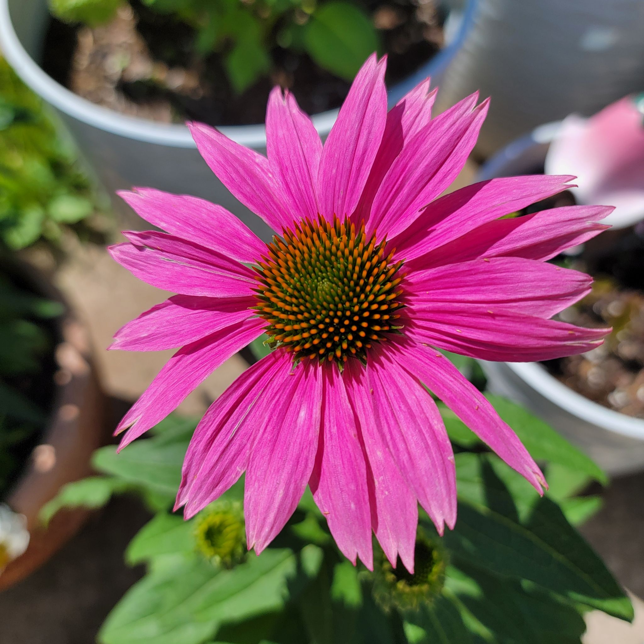 Photo of the plant species Purple Coneflower by @GoodyGiantreed named Cindi on Greg, the plant care app