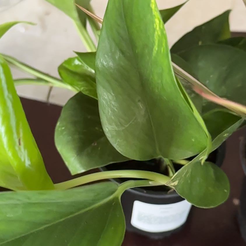 Photo of the plant species pothos by @SavoryPlanera named Joe on Greg, the plant care app
