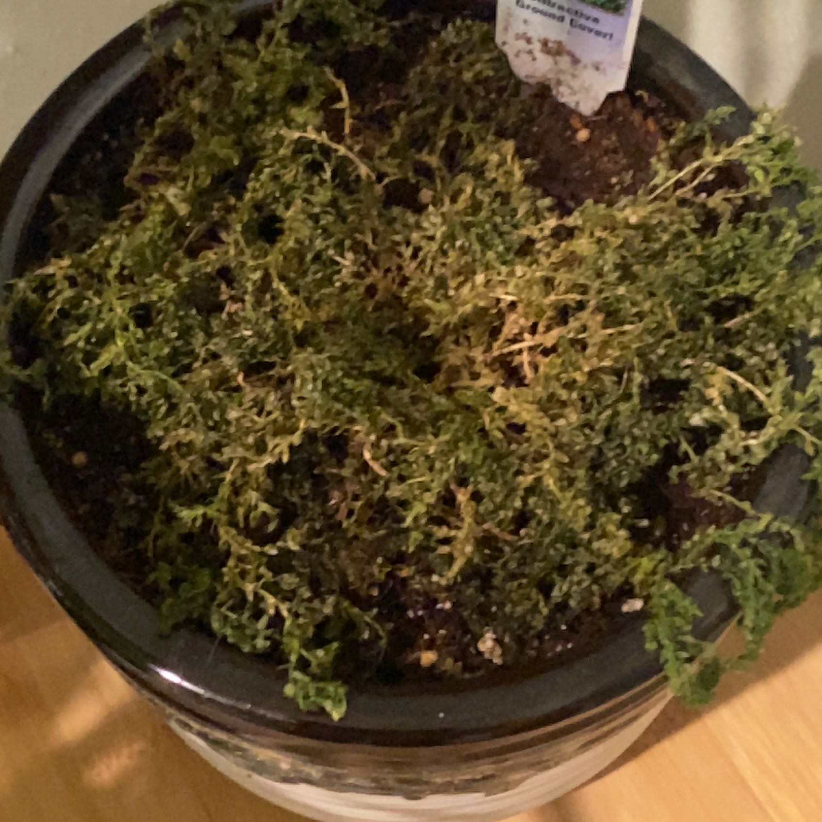 Photo of the plant species Meadow Spikemoss by @DiligentWinika named Sonora on Greg, the plant care app