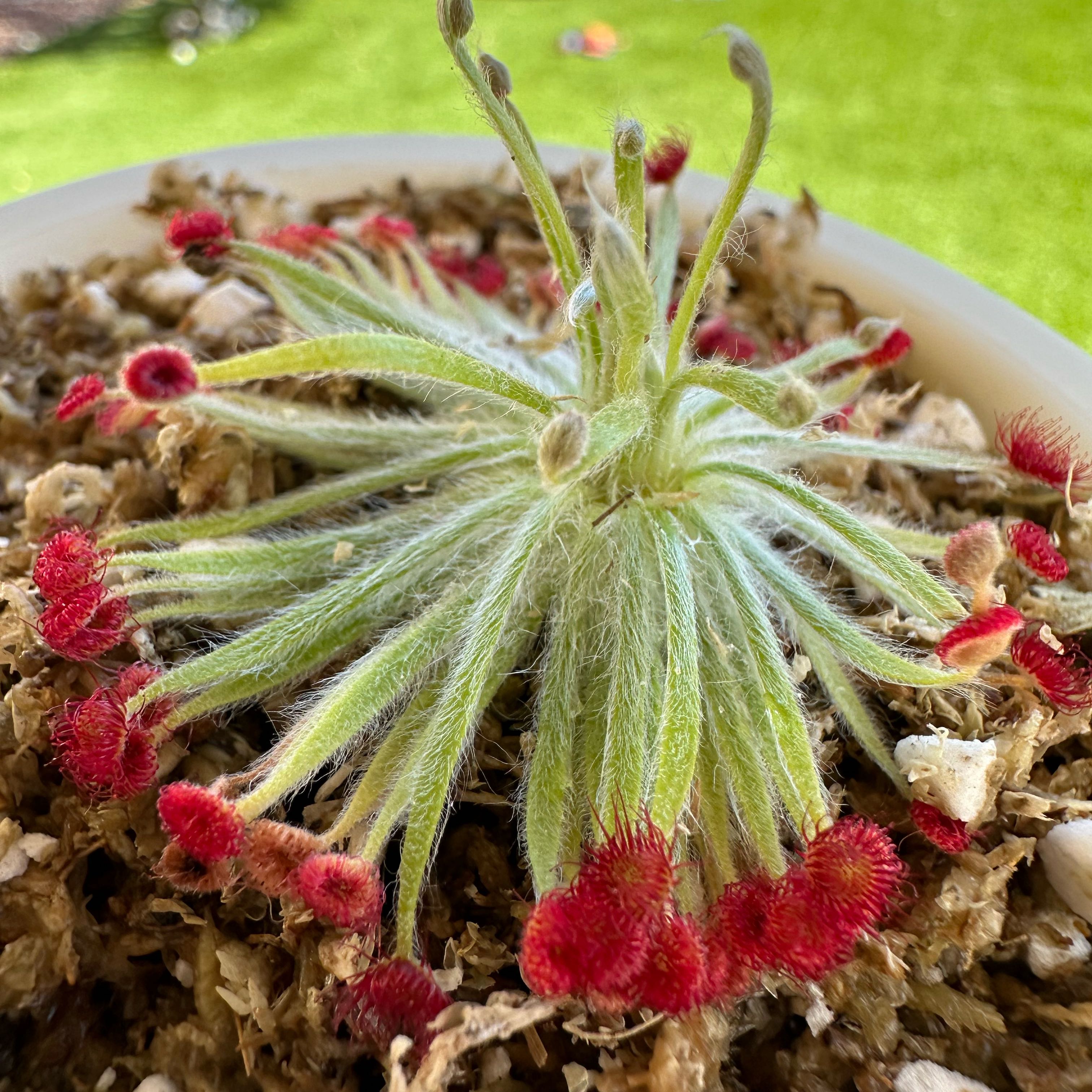 Photo of the plant species Sundew by @Wickedplant named Morticia on Greg, the plant care app