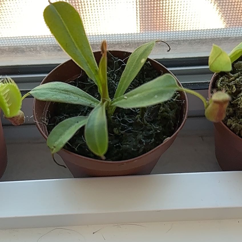 Photo of the plant species Tropical Pitcher Plant (vogelii) by @Wickedplant named Bigleef Smalls on Greg, the plant care app