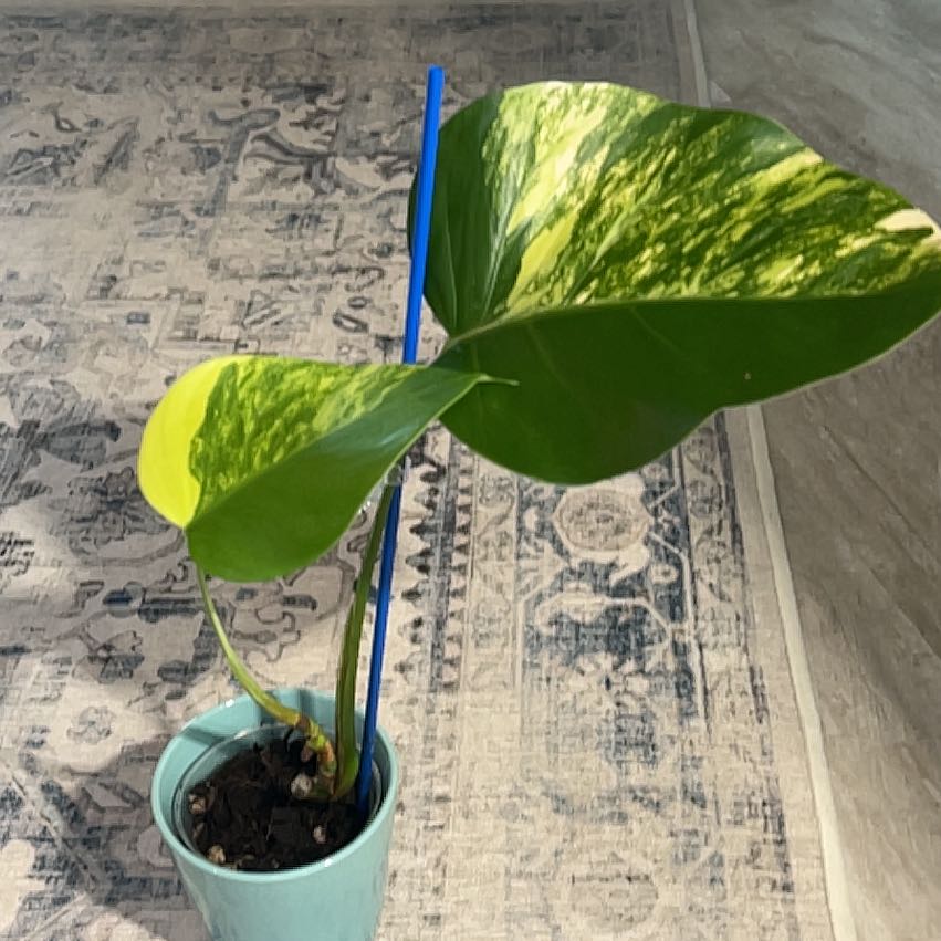 Photo of the plant species Monstera deliciosa x borsigiana 'Aurea' by @1821Tactical named Dolores on Greg, the plant care app
