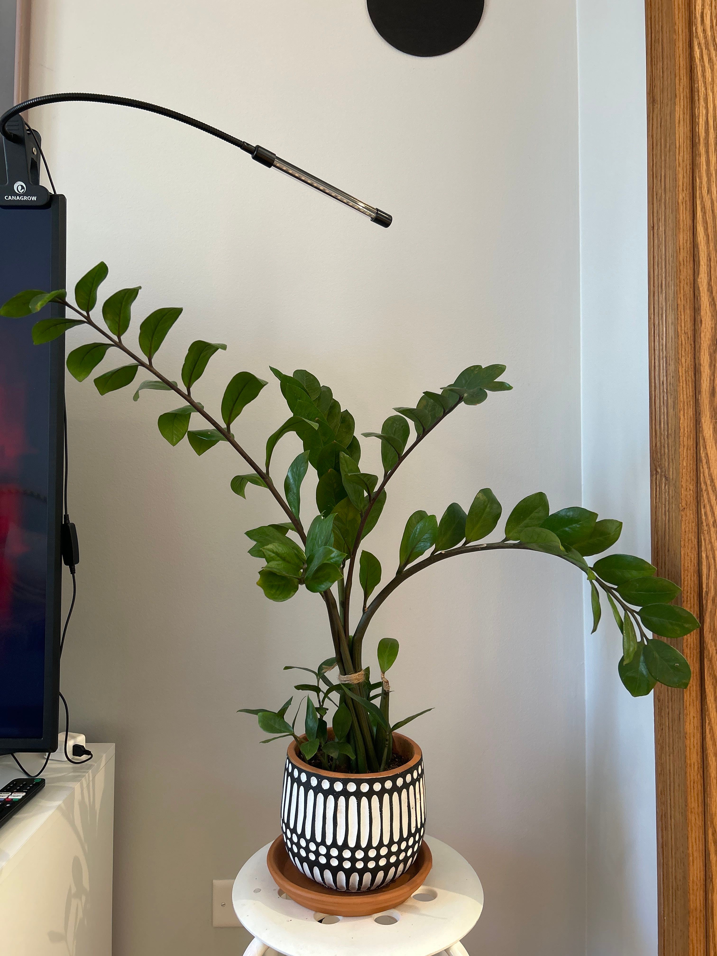 🔍 Diagnosing Zz Plant Root Rot