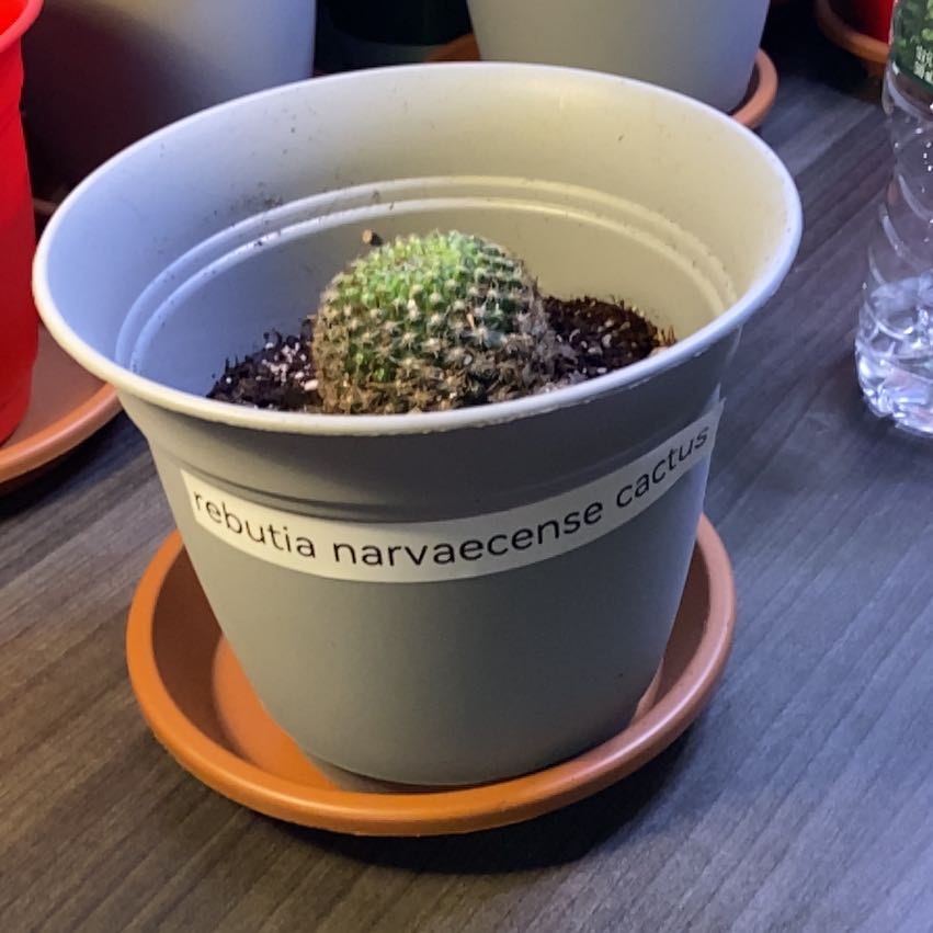 Photo of the plant species Crown Cactus by @Uhmealyuhh named Harry on Greg, the plant care app