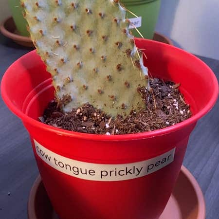 Photo of the plant species Coastal Pricklypear by @Uhmealyuhh named Dexter on Greg, the plant care app