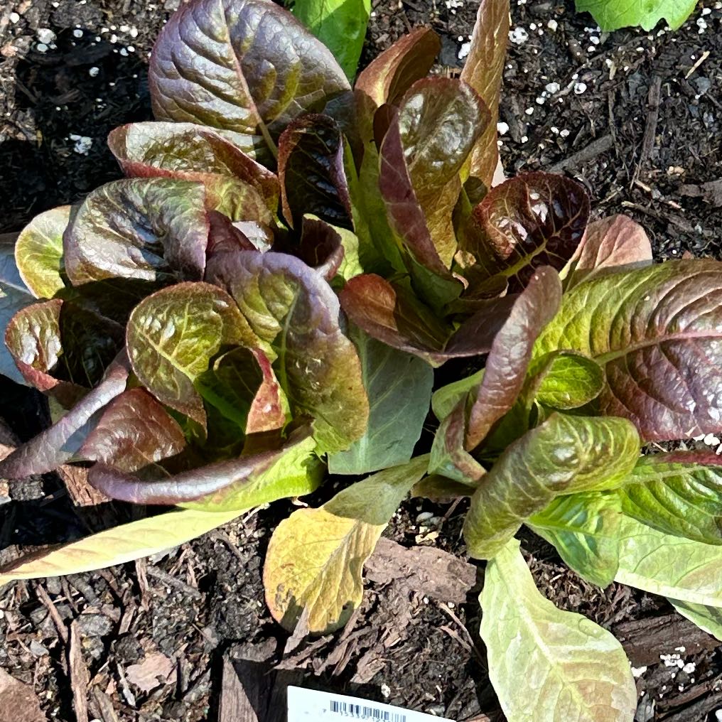 Healthy garden lettuce plant with large green and red leaves growing in dark soil, no signs of disease or damage.